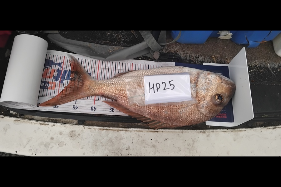 Sean Daniels  caught this 47cm Snapper at Northland during The Hirepool Baitmates Fishing Comp