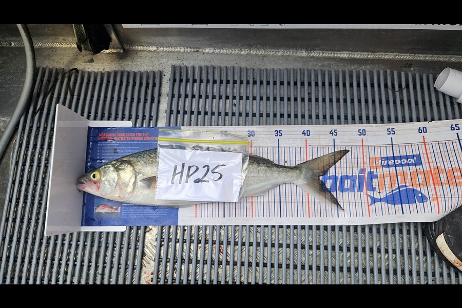 Isabel Vickers caught this 42.0cm Kahawai at Bay of Plenty during The Hirepool Baitmates Fishing Comp