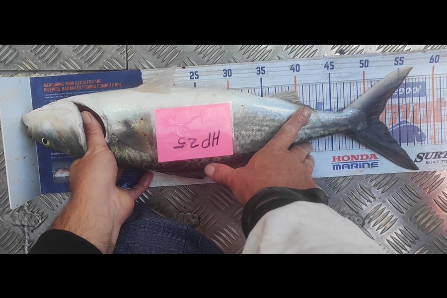 Adri Klopper caught this 51.5cm Kahawai at Northland during The Hirepool Baitmates Fishing Comp