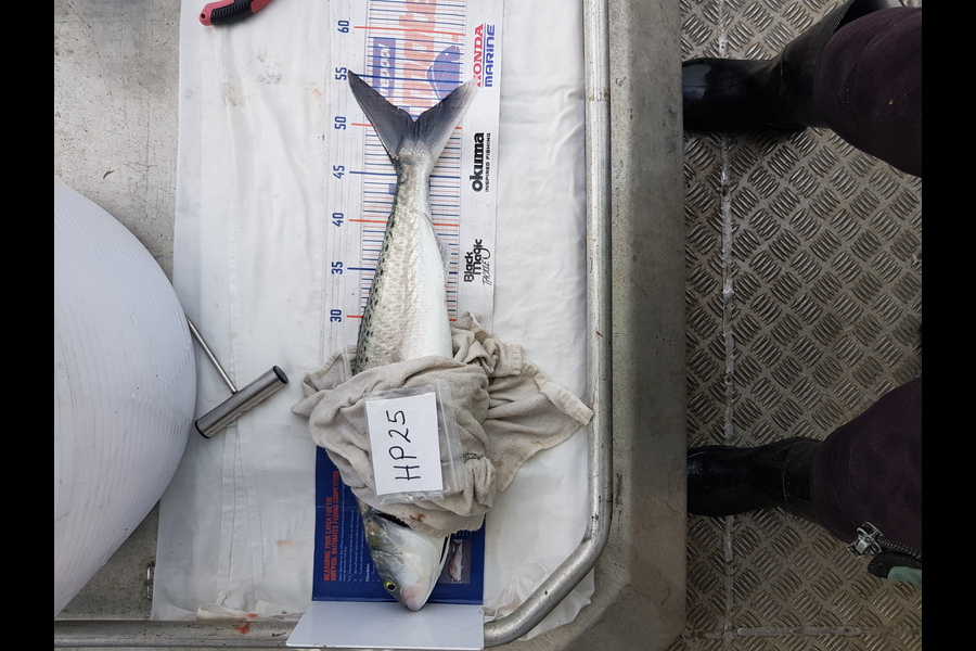 Carolyn Rose caught this 50.0cm Kahawai at Nelson/Marlborough during The Hirepool Baitmates Fishing Comp