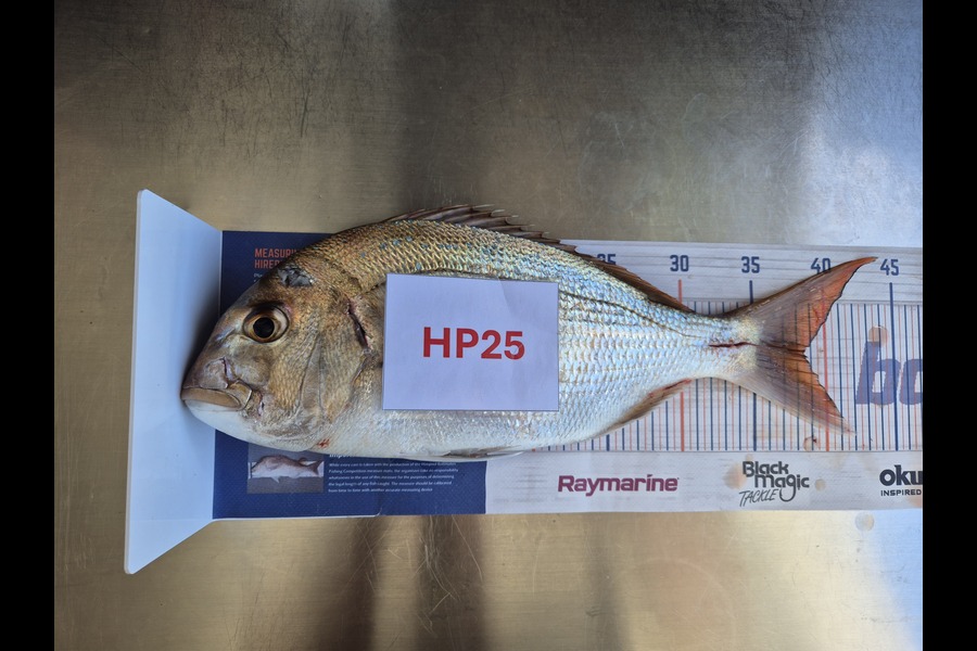 Simon Roberts caught this 38.5cm Snapper at Auckland during The Hirepool Baitmates Fishing Comp