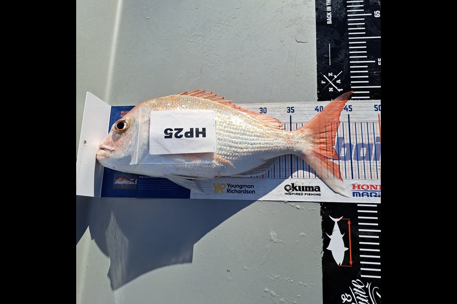 Steve Harris caught this 42.0cm Snapper at Coromandel during The Hirepool Baitmates Fishing Comp