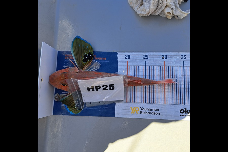 Steve Harris caught this 32.0cm Gurnard at Coromandel during The Hirepool Baitmates Fishing Comp