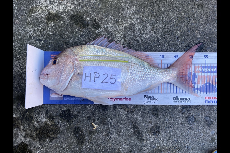 David Harley caught this 49.0cm Snapper at Hawkes Bay during The Hirepool Baitmates Fishing Comp