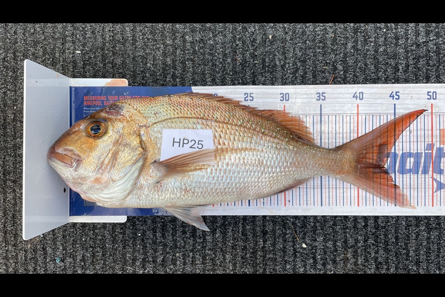 Bradley Wright caught this 43cm Snapper at Coromandel during The Hirepool Baitmates Fishing Comp