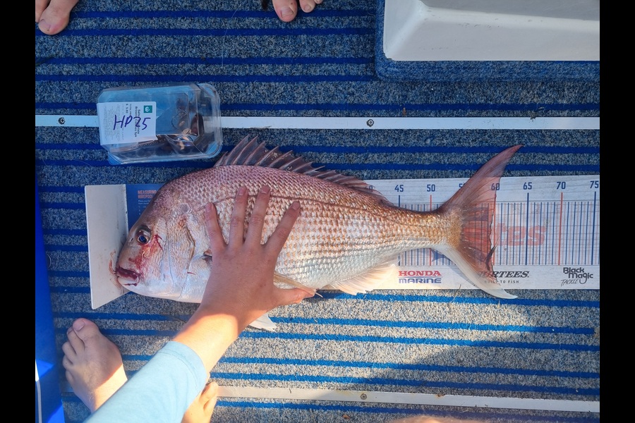 Blake Mansell caught this 59.0cm Snapper at Auckland during The Hirepool Baitmates Fishing Comp