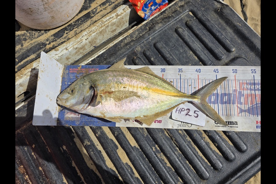 Rochelle Dunn caught this 41.5cm Trevally at Northland during The Hirepool Baitmates Fishing Comp