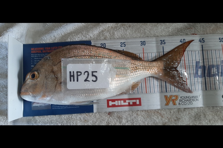 Craig Allan caught this 37.5cm Snapper at Bay of Plenty during The Hirepool Baitmates Fishing Comp