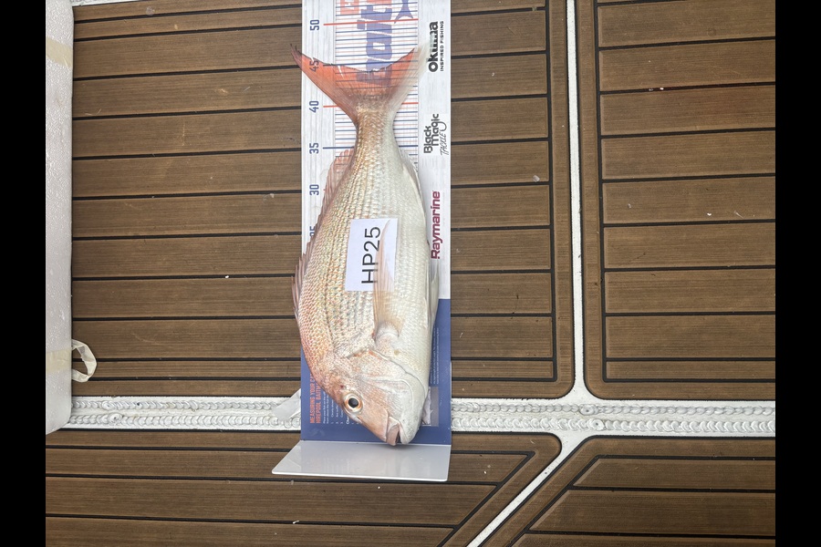Neville Cane caught this 44.0cm Snapper at Nelson/Marlborough during The Hirepool Baitmates Fishing Comp