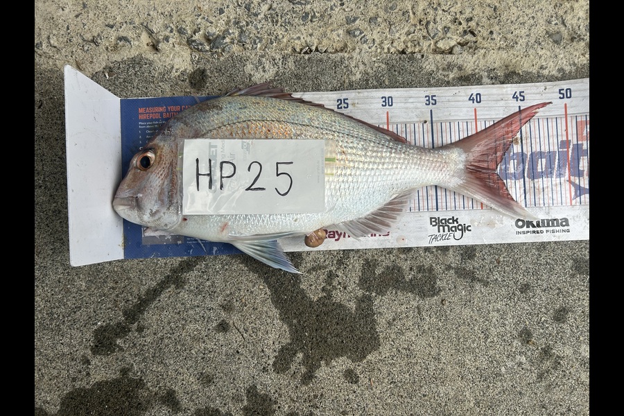 Jared Wilson caught this 41.5cm Snapper at Wellington during The Hirepool Baitmates Fishing Comp