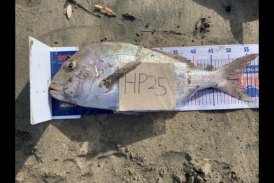 Rosie Phillips caught this 52.5cm Snapper at Northland during The Hirepool Baitmates Fishing Comp