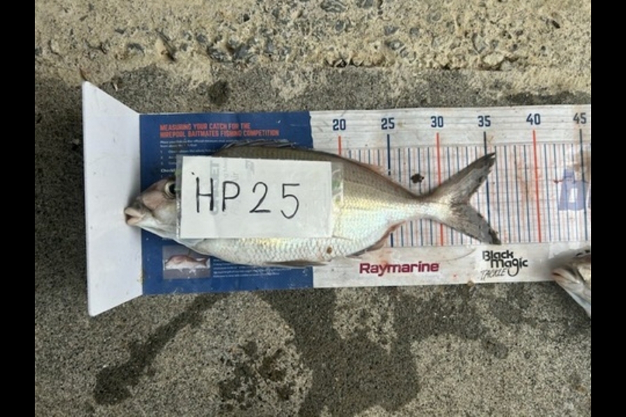 Brett Wilson caught this 33.0cm Tarakihi at Wellington during The Hirepool Baitmates Fishing Comp