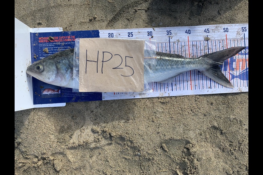 Rosie Phillips caught this 47.0cm Kahawai at Northland during The Hirepool Baitmates Fishing Comp