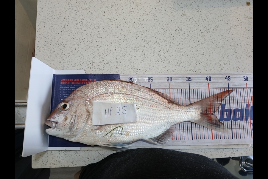 Jan Christoffel Greyling caught this 40.5cm Snapper at Hawkes Bay during The Hirepool Baitmates Fishing Comp