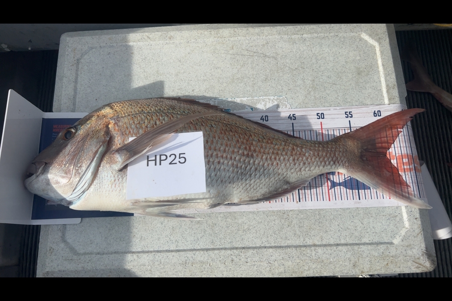 Hayden Trewavas caught this 60.5cm Snapper at Nelson/Marlborough during The Hirepool Baitmates Fishing Comp