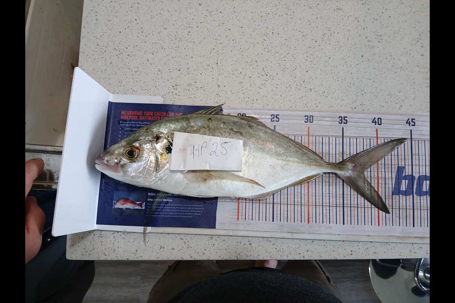 Jan Christoffel Greyling caught this 37.0cm Trevally at Hawkes Bay during The Hirepool Baitmates Fishing Comp