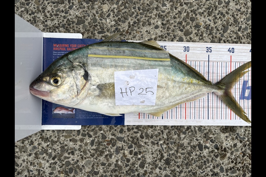 Tanya Canning caught this 40.0cm Trevally at Manawatu during The Hirepool Baitmates Fishing Comp