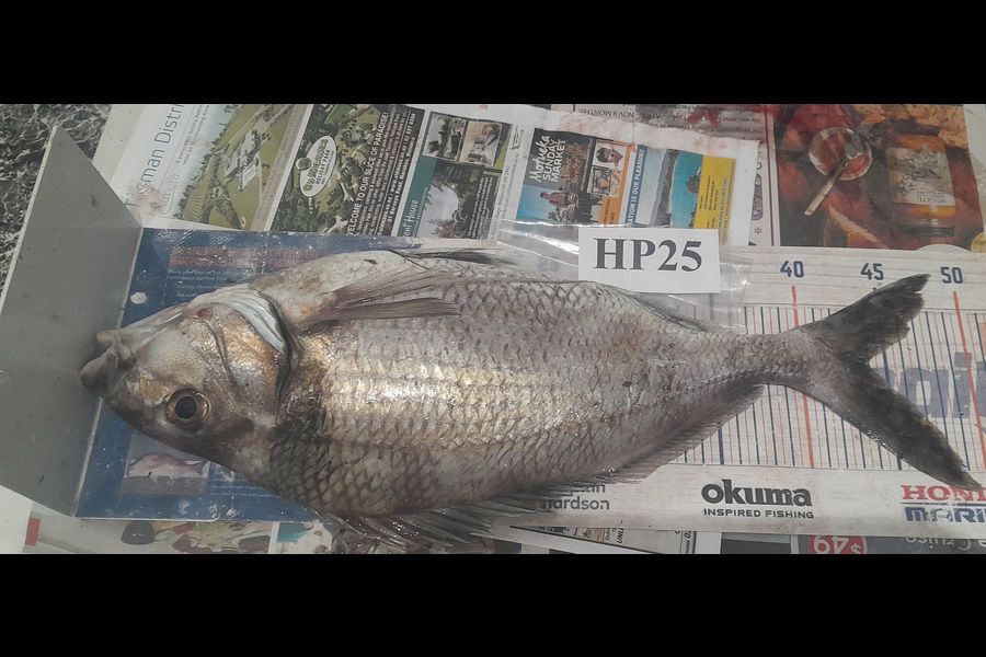 Leigh Page caught this 44.0cm Tarakihi at Wellington during The Hirepool Baitmates Fishing Comp