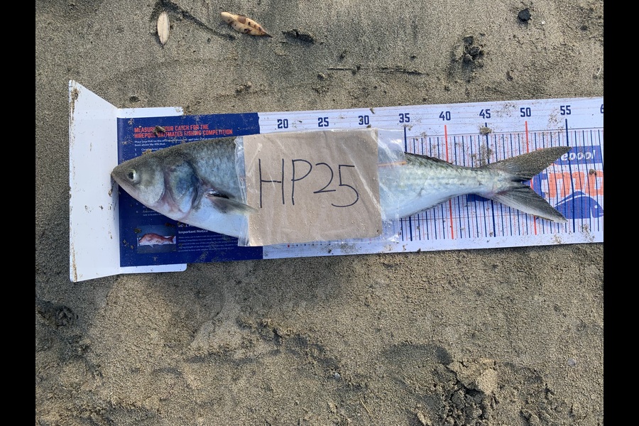 Craig Nelder caught this 48.5cm Kahawai at Northland during The Hirepool Baitmates Fishing Comp