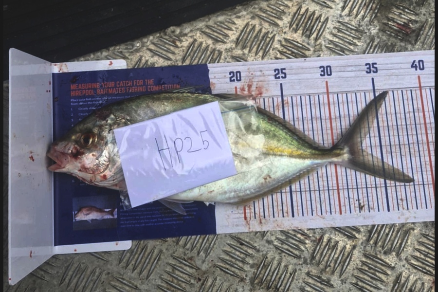Alex Rasmussen caught this 33.0cm Trevally at Waikato during The Hirepool Baitmates Fishing Comp
