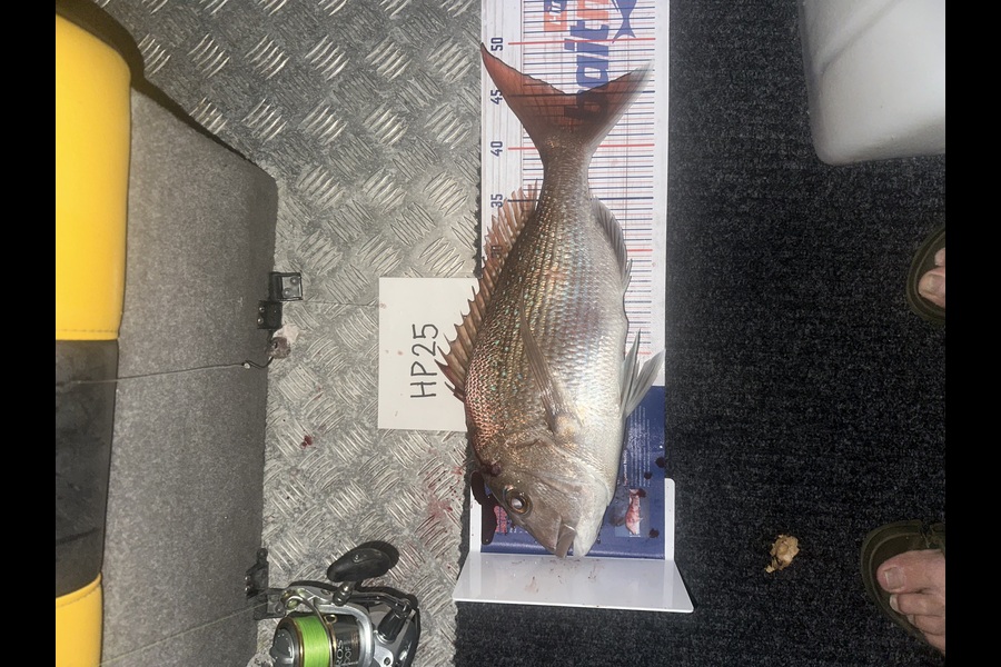 Bob FARAM caught this 45.0cm Snapper at Auckland during The Hirepool Baitmates Fishing Comp