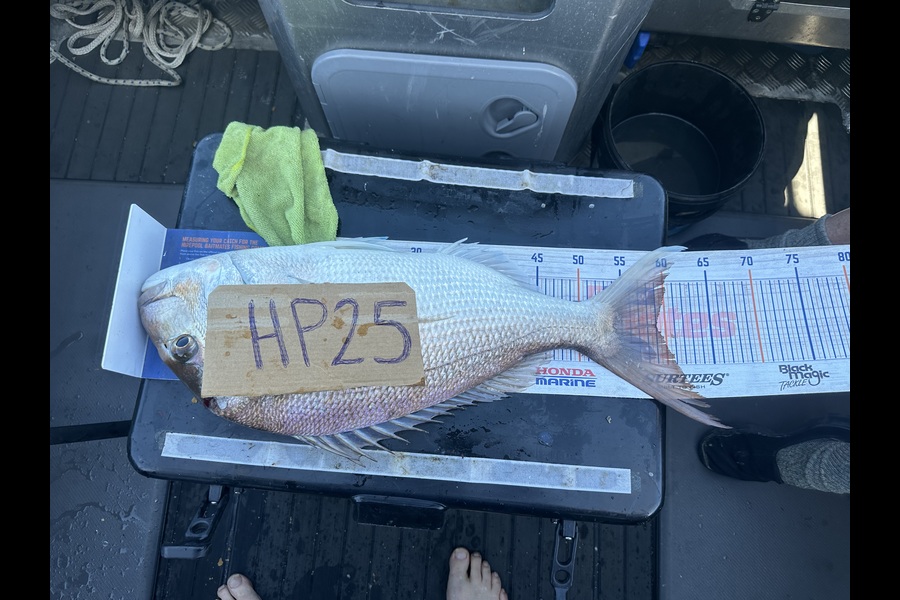 Malcolm Kyd caught this 59.0cm Snapper at Auckland during The Hirepool Baitmates Fishing Comp