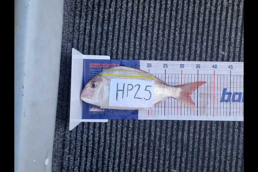 Melanie Laughland caught this 32.5cm Snapper at Bay of Plenty during The Hirepool Baitmates Fishing Comp