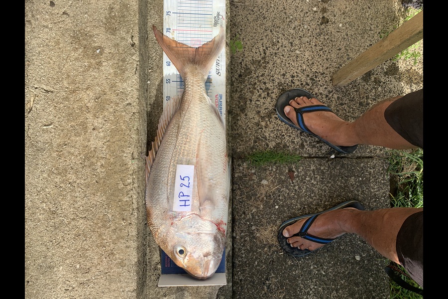 John Ra caught this 65.0cm Snapper at Northland during The Hirepool Baitmates Fishing Comp