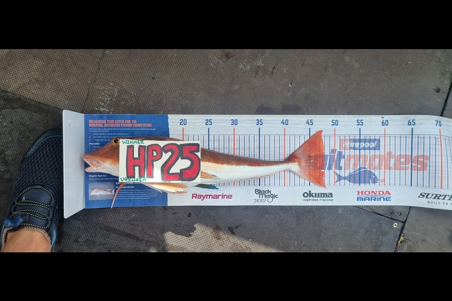 Greg Russell caught this 48.0cm Gurnard at Waikato during The Hirepool Baitmates Fishing Comp