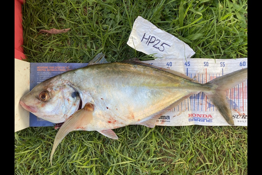 Peter Perez caught this 55.0cm Trevally at Auckland during The Hirepool Baitmates Fishing Comp