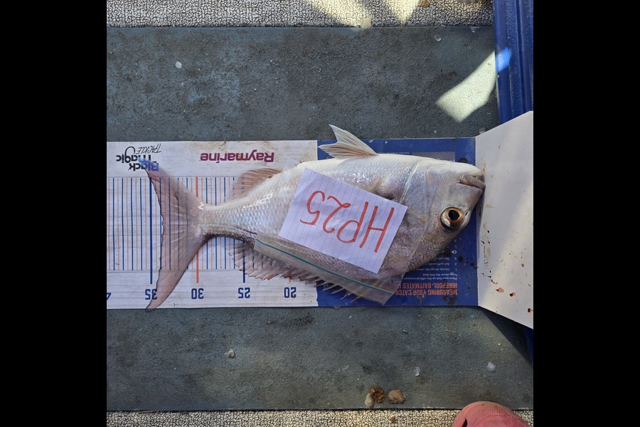 Tracey Beer caught this 33.5cm Snapper at Coromandel during The Hirepool Baitmates Fishing Comp