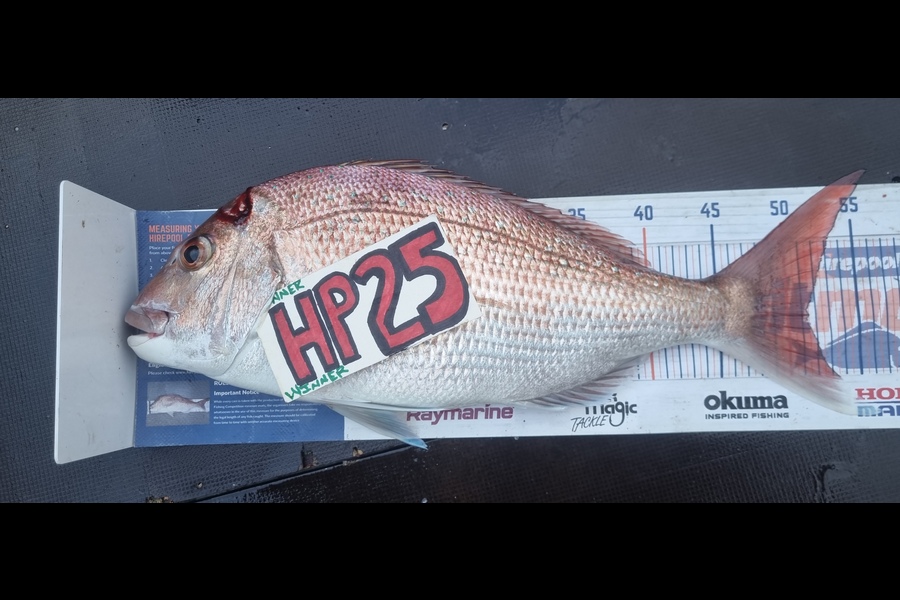 Greg Russell caught this 51.5cm Snapper at Waikato during The Hirepool Baitmates Fishing Comp