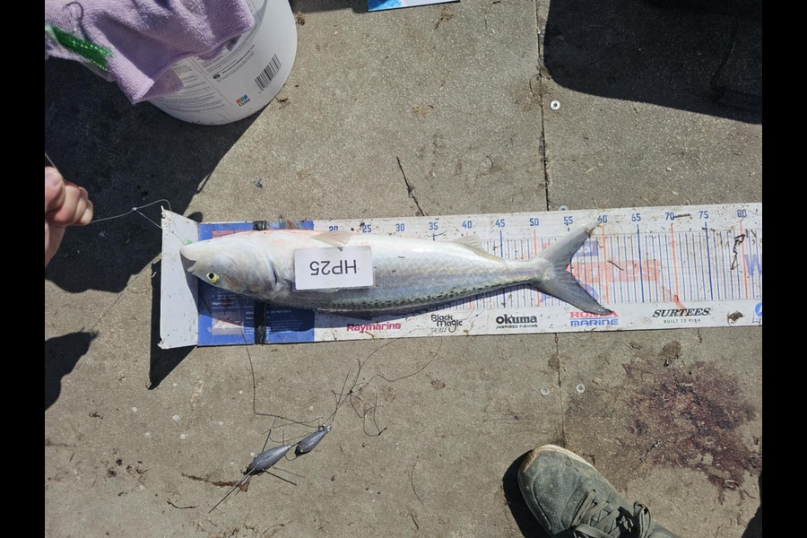Stephen Gudsell caught this 54.0cm Kahawai at Bay of Plenty during The Hirepool Baitmates Fishing Comp