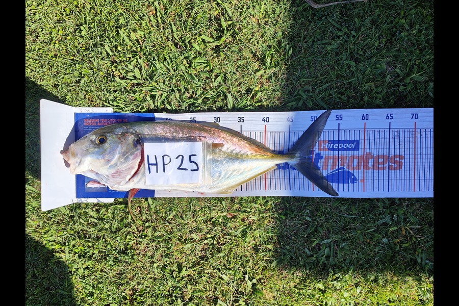 Laurence  Field caught this 49.0cm Trevally at Hawkes Bay during The Hirepool Baitmates Fishing Comp