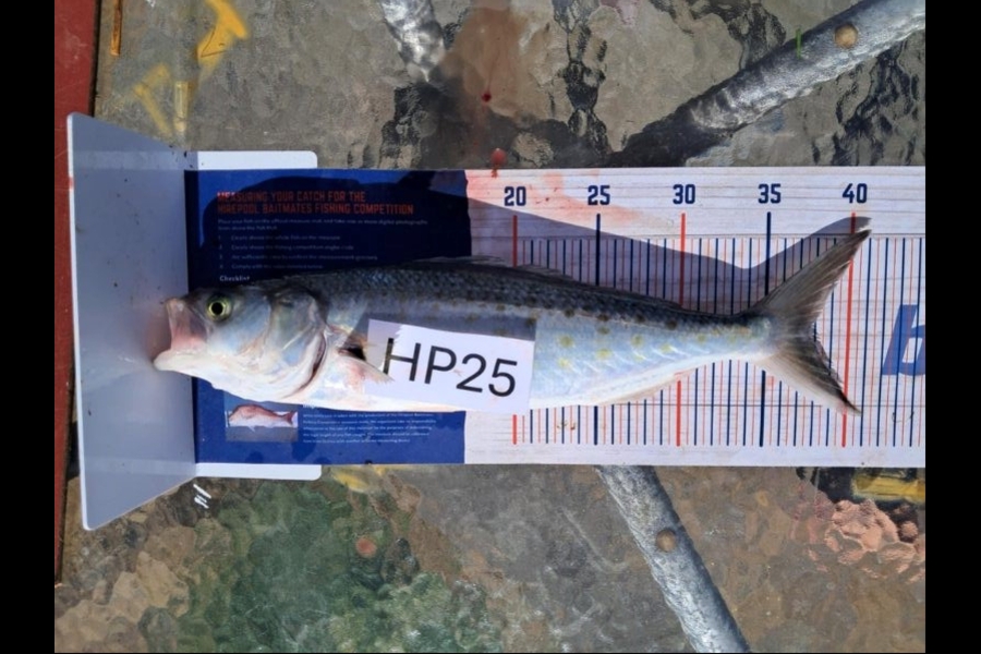 Adrian Madsen caught this 38.0cm Kahawai at Bay of Plenty during The Hirepool Baitmates Fishing Comp