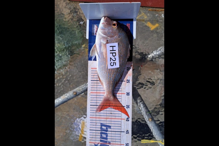 Adrian Madsen caught this 35.0cm Snapper at Bay of Plenty during The Hirepool Baitmates Fishing Comp