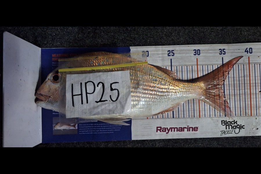 Trevor Hopson caught this 34.5cm Snapper at Bay of Plenty during The Hirepool Baitmates Fishing Comp
