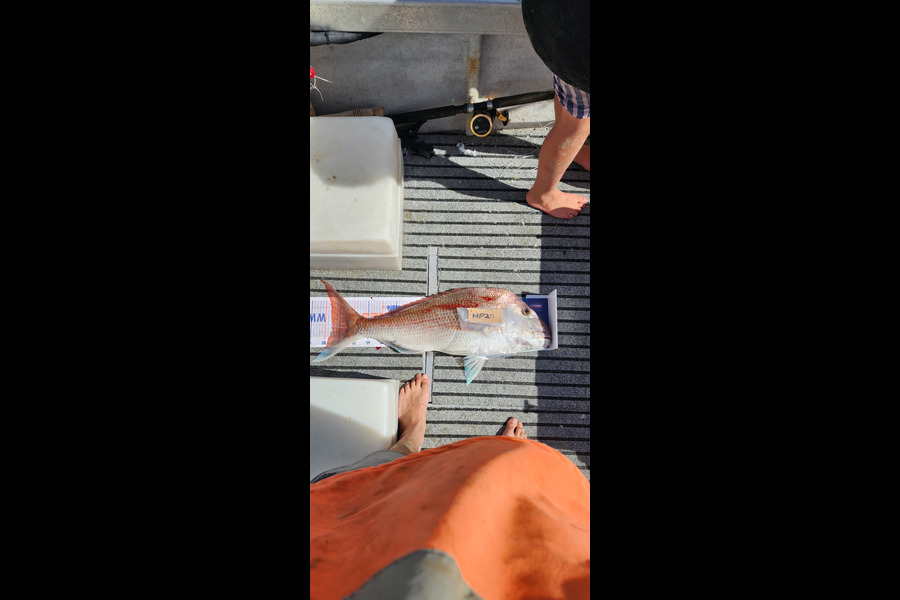 Khan Searle caught this 77.5cm Snapper at Northland during The Hirepool Baitmates Fishing Comp