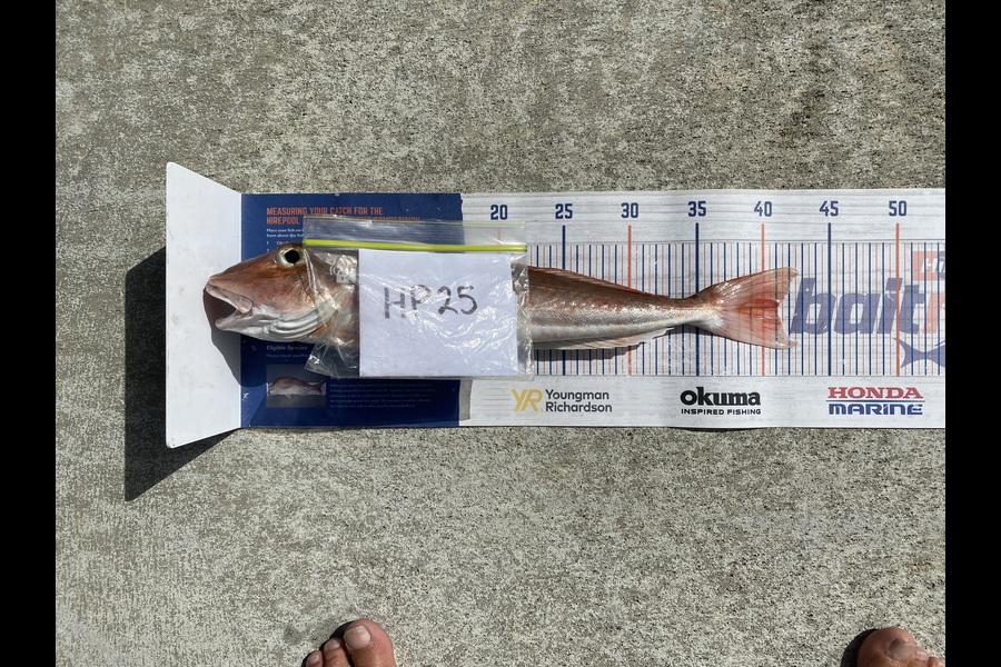 Steve Fraser caught this 41.0cm Gurnard at Taranaki during The Hirepool Baitmates Fishing Comp