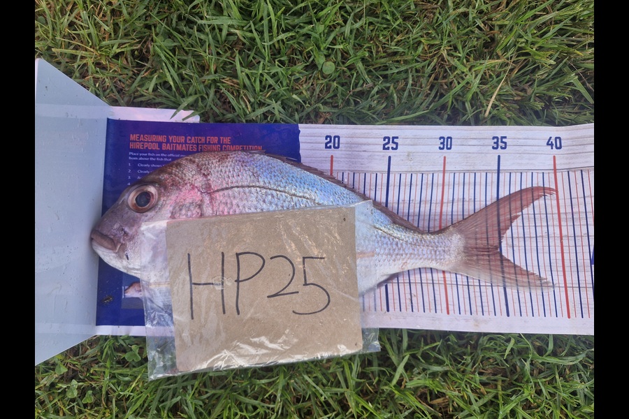 Craig Nelder caught this 34.5cm Snapper at Northland during The Hirepool Baitmates Fishing Comp