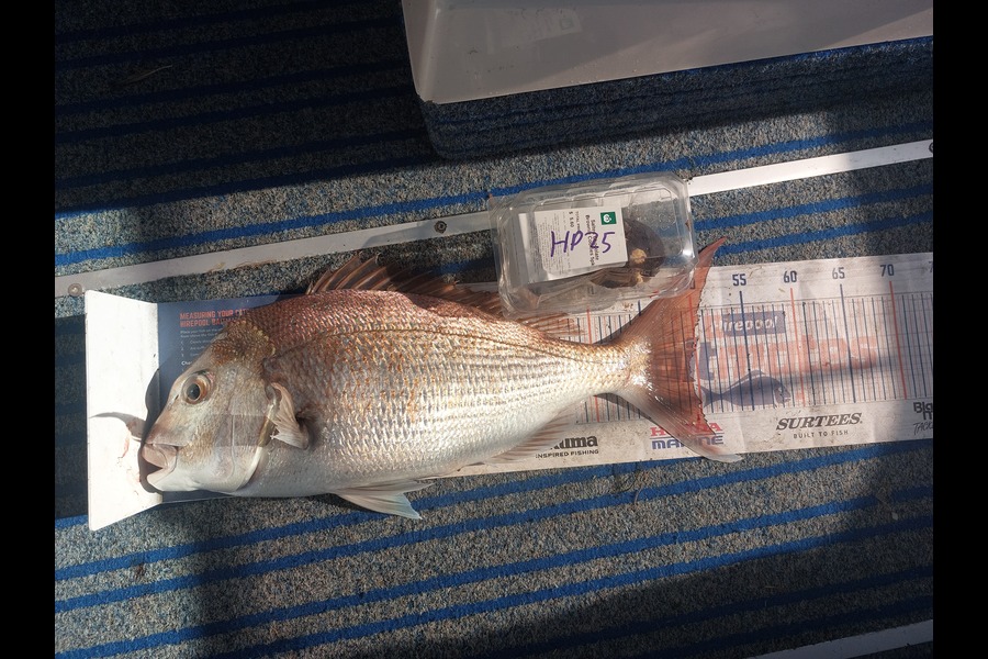Jakob Silcock caught this 49.5cm Snapper at Auckland during The Hirepool Baitmates Fishing Comp