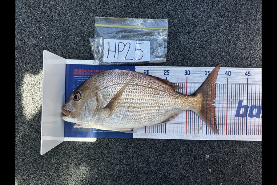 Matthew Graham caught this 37.0cm Snapper at Auckland during The Hirepool Baitmates Fishing Comp