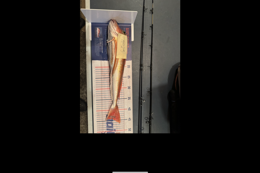 Bayley Betts caught this 44.0cm Gurnard at Taranaki during The Hirepool Baitmates Fishing Comp