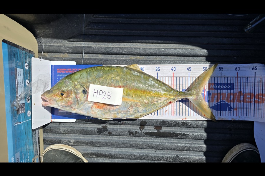 KJ Thomas caught this 49.0cm Trevally at Northland during The Hirepool Baitmates Fishing Comp