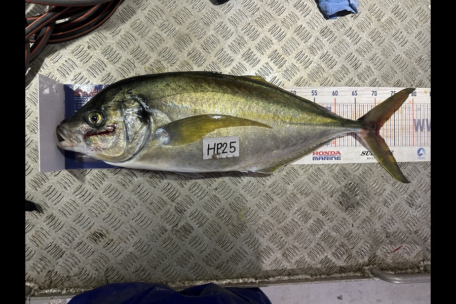 Harry Wynyard caught this 71.0cm Trevally at Northland during The Hirepool Baitmates Fishing Comp