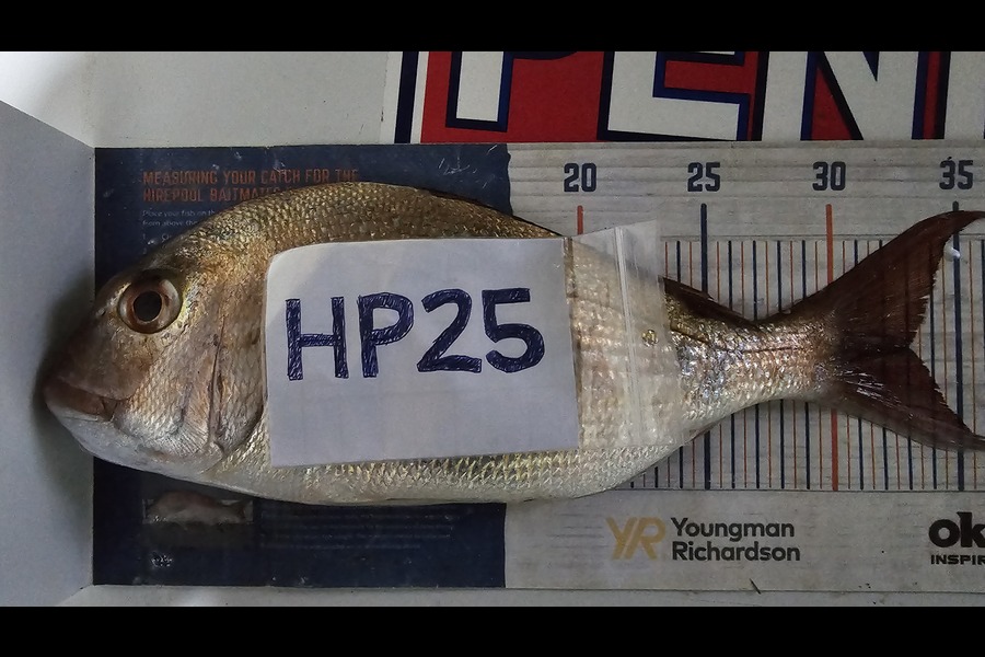 Troy Rae-Royle caught this 33.0cm Snapper at Auckland during The Hirepool Baitmates Fishing Comp