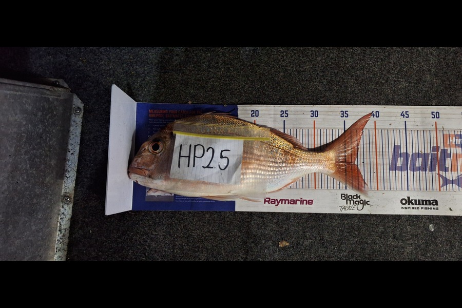 Trevor Hopson caught this 36.5cm Snapper at Bay of Plenty during The Hirepool Baitmates Fishing Comp