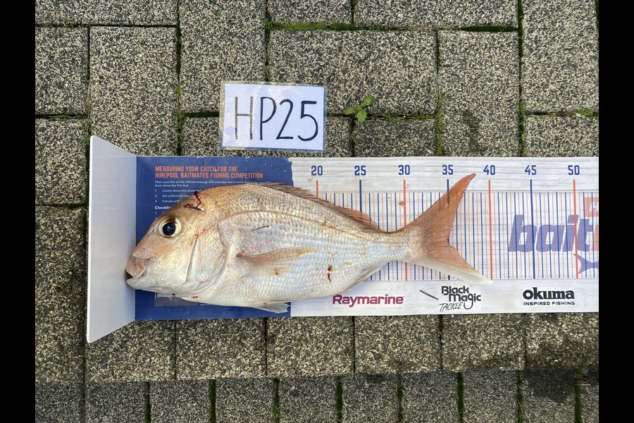 Ruby Boshier caught this 34.5cm Snapper at Auckland during The Hirepool Baitmates Fishing Comp