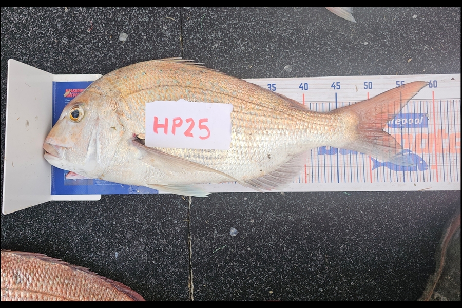 Fletcher Johnson caught this 52.0cm Snapper at Hawkes Bay during The Hirepool Baitmates Fishing Comp