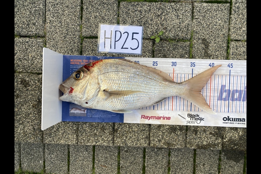 Joshua Hohaia caught this 37.5cm Snapper at Auckland during The Hirepool Baitmates Fishing Comp